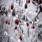 Winter Wonderberry Fragrance Oil (Our Version of the Brand Name) (4 oz Bottle) for Candle Making, Soap Making, Tart Making, Room Sprays, Lotions, Car Fresheners, Slime, Bath Bombs, Warmers…